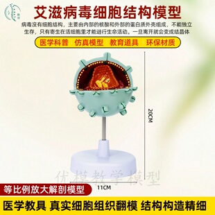 艾滋病毒细胞模型人体教学细胞病变模型艾滋细胞结构放大教学科普