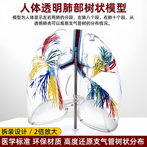 政河透明肺段支气管树教学模型