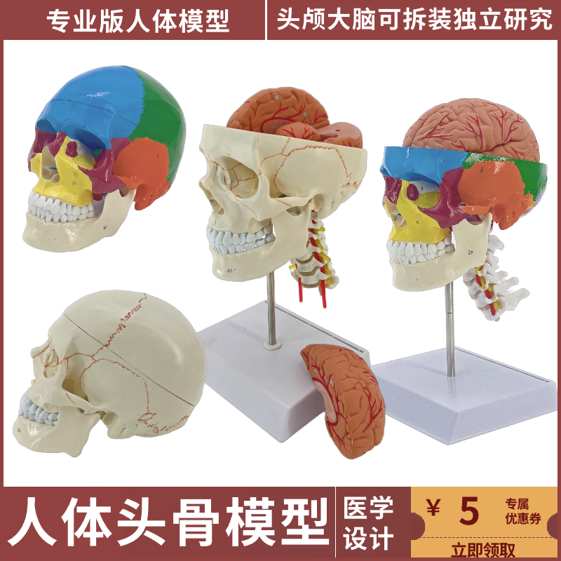 优模仿真人体头骨模型可拆卸