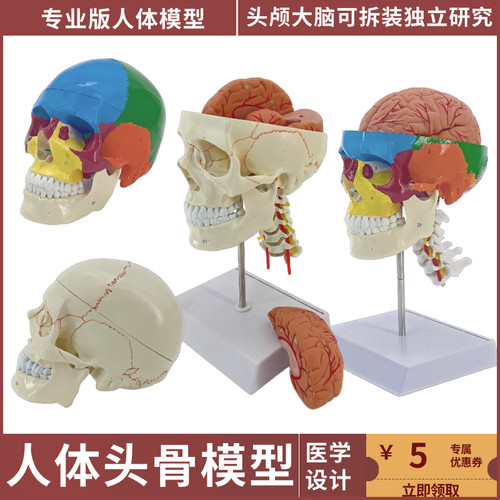 优模仿真人体头骨模型可拆卸