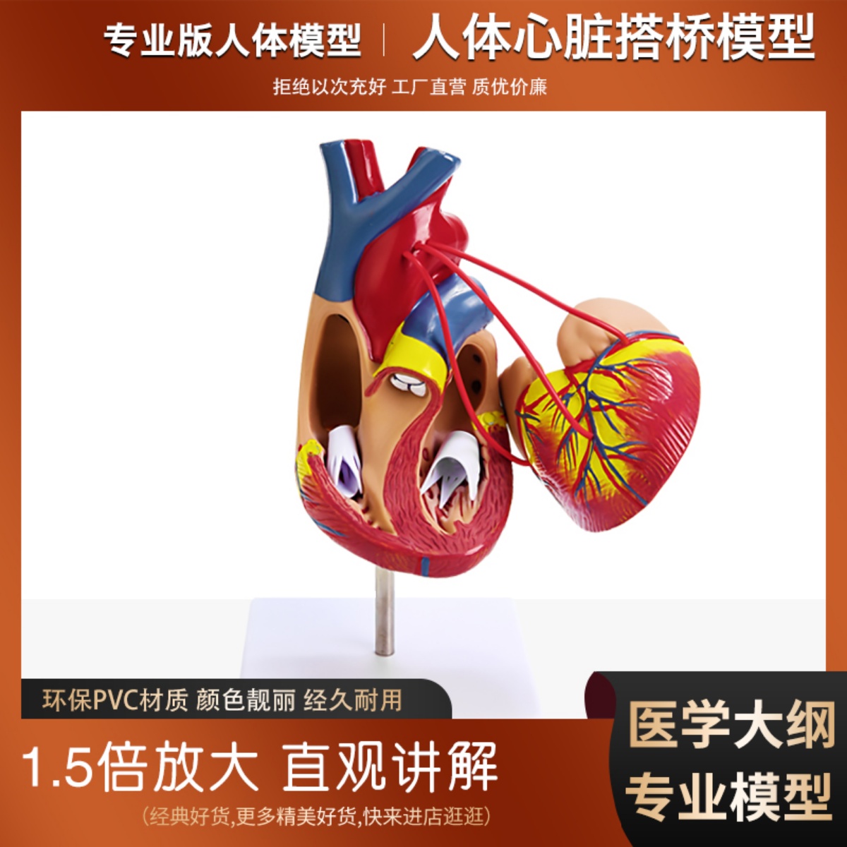 人体心脏模型放大结构教学模型
