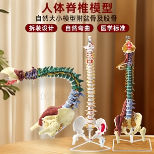 医学标准人体脊椎模型医用教学解剖演示可拆装脊柱附盆骨模型教具