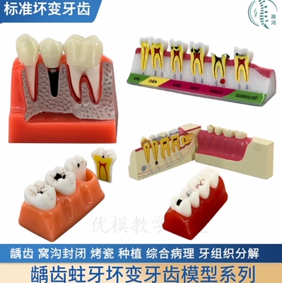 儿童早教刷牙模型口腔教学牙齿