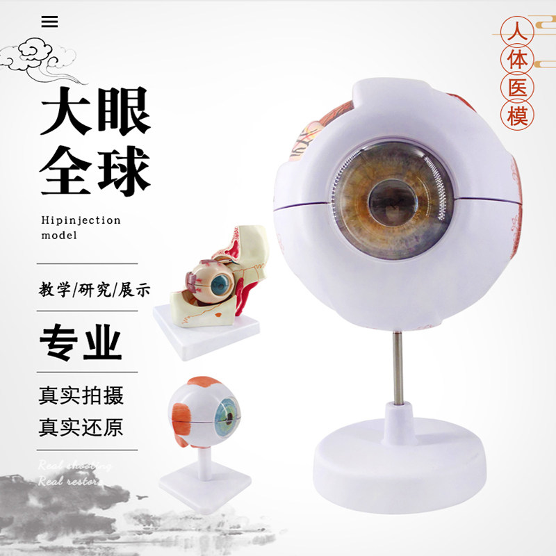 하이 엔드 전문 버전 의료 인간의 안구 해부학 모델 눈 해부학 얼굴 특징 안과 모델