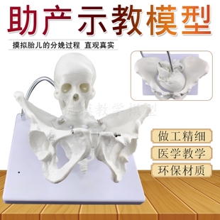 分娩骨盆模型 分娩演示教学 产妇助产骨盆模型 生育助产示教模型