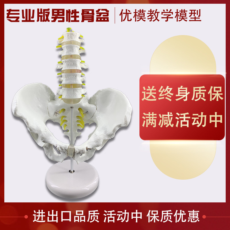 5개 섹션의 척추 척추 요추 관절 인간 골격 의료 교육 골반을 갖춘 남성 골반 모델