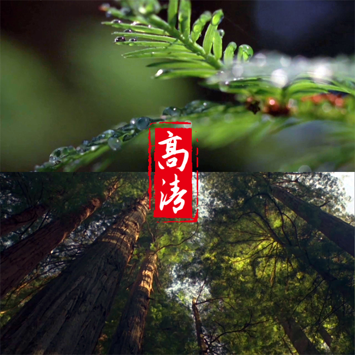 高清视频素材短视频剪辑快手抖音vlog宣传片森林松树林阳光照射