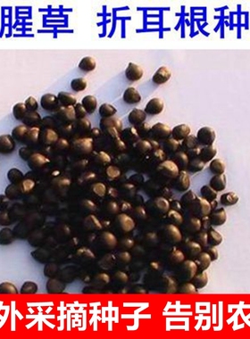 新采收鱼腥草种子折耳根种籽云南贵州重庆狗腥草种苗折耳根种根种
