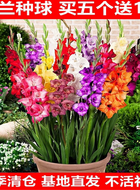 剑兰种球唐菖蒲花种球盆栽花苗多年生耐寒四季易活带芽花卉种子