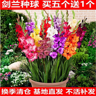 剑兰种球唐菖蒲花种球盆栽花苗多年生耐寒四季易活带芽花卉种子