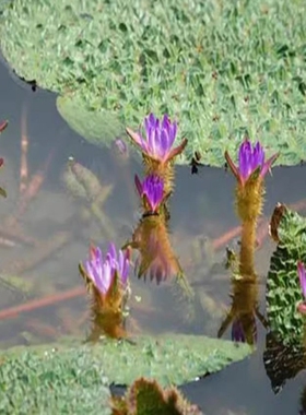 新采芡实种子芡实种籽鸡头米鸡头果种子苏芡实鸡头莲梗杂交包邮