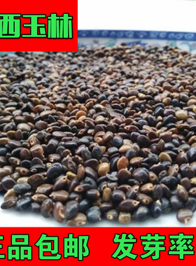 广西野生鸡骨草种子甜鸡骨草籽野生药草泡茶甘香藤性植物新种子