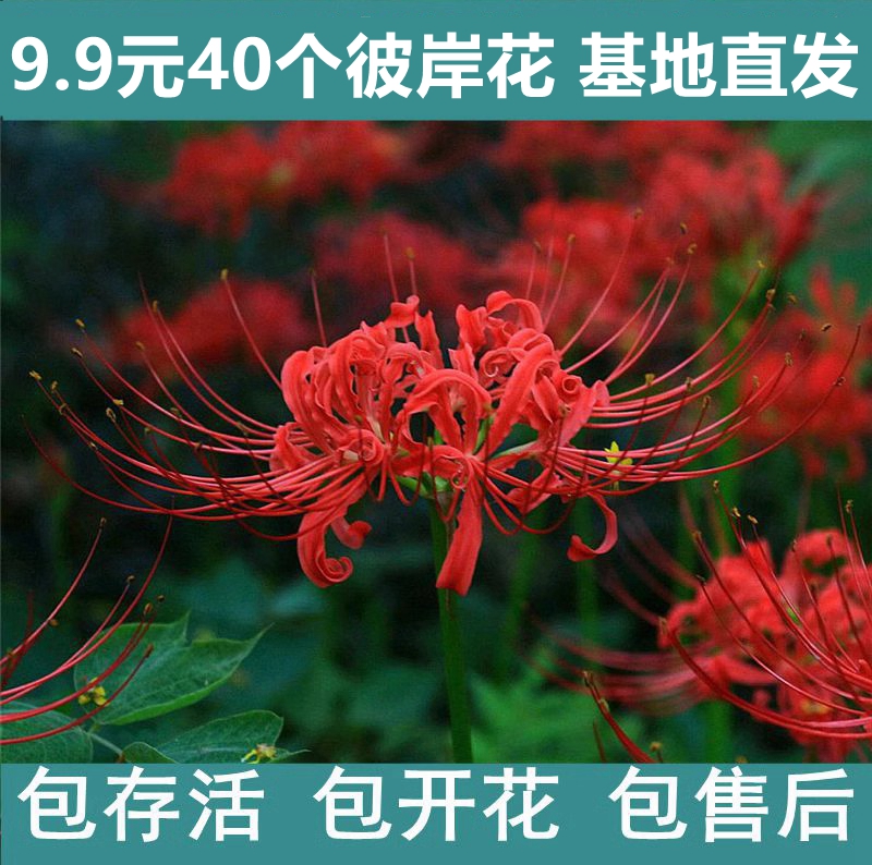 绿植彼岸花种子曼珠沙华盆栽彼岸种球/裸根