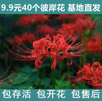绿植彼岸花种子曼珠沙华盆栽彼岸花种球石蒜花 室内四季种花卉