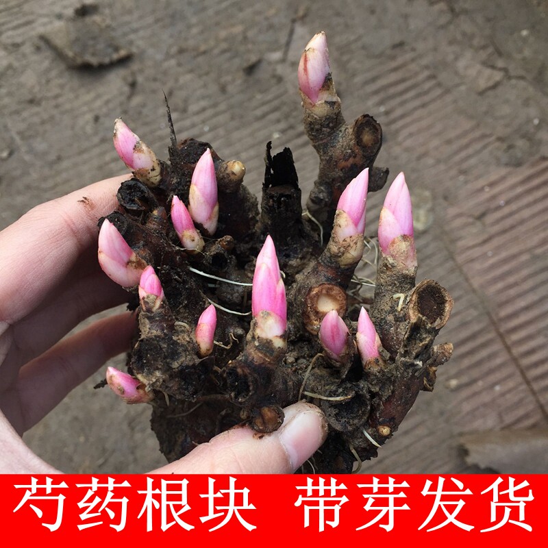 芍药根块芍药花苗庭院花卉易活芍种球/裸根
