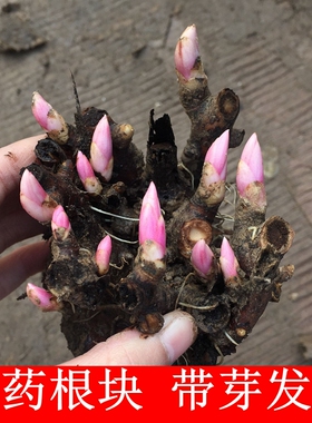 芍药根块芍药花苗庭院花卉易活芍药根块带芽室内盆栽室外庭院植物