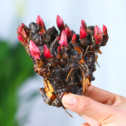 芍药花苗重瓣带芽芍药花根庭院阳台盆栽地栽多年生耐寒植物芍药花