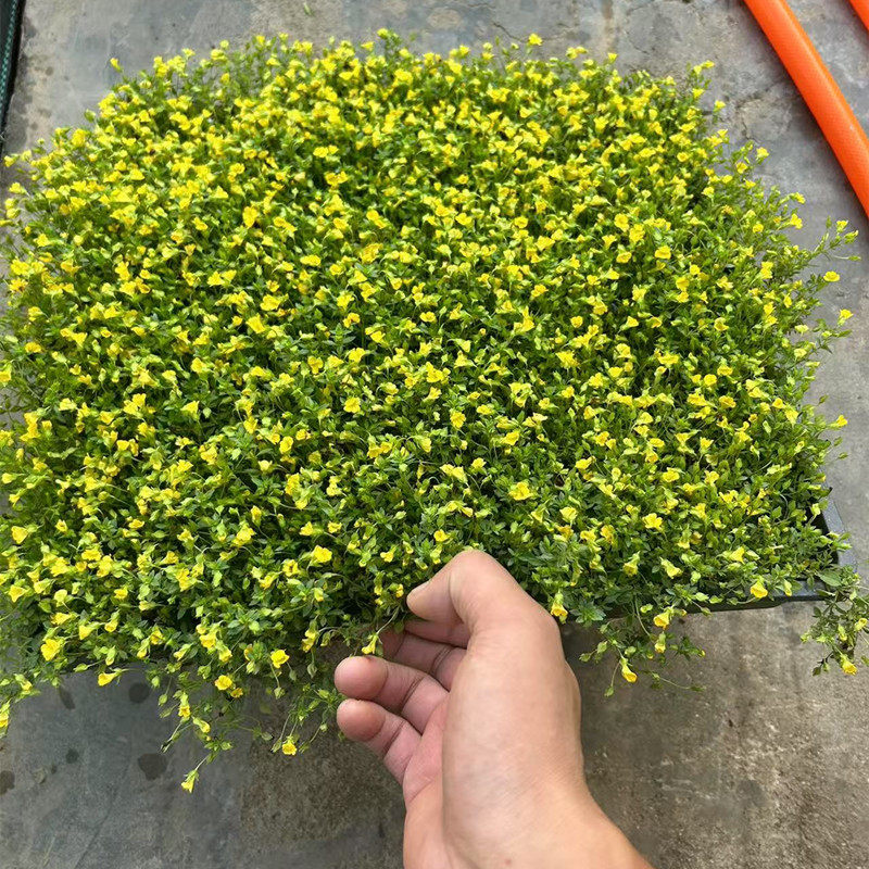 草坪草皮金莎曼苗多年生四季常绿