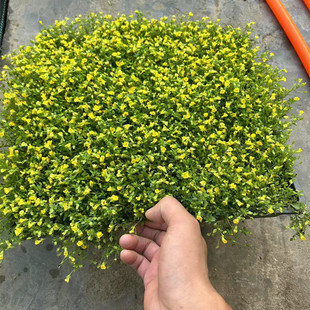 金莎蔓苗开花姬岩垂草佛甲草中华景天别墅庭院多年生花镜草皮草坪