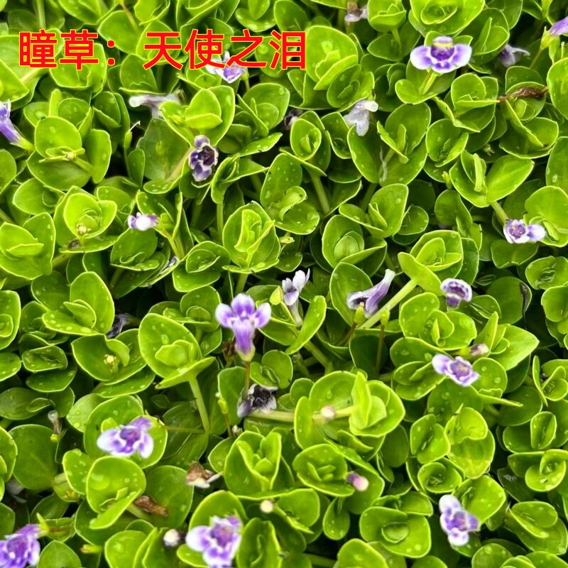 瞳草天使之泪新西兰半边莲耐寒