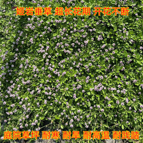 会开花草坪草皮姬岩垂草耐热