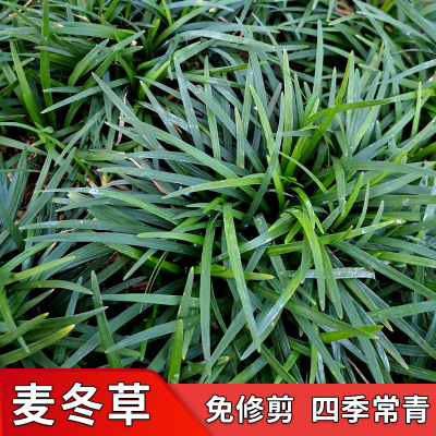 玉龙草绿化庭院金边麦冬草