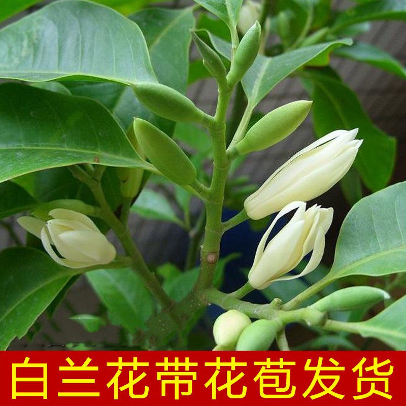 白兰花盆栽 嫁接黄角兰黄桷兰白玉兰黄玉兰花苗树苗庭院苗 包邮