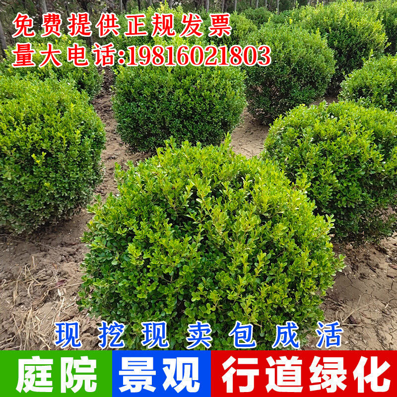 绿化苗小叶黄杨大叶冬青金边黄杨瓜子黄杨树苗千年矮金边冬青庭院