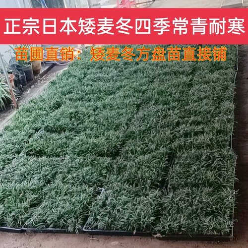 日本矮麦冬草玉龙草耐寒耐旱草坪