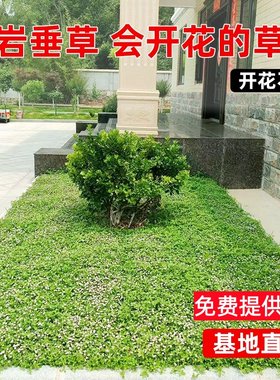 草坪草皮庭院草坪姬岩垂草耐踩踏
