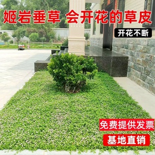 庭院会开花草坪草皮多年生姬岩垂草苗花镜地被植物耐热耐旱耐踩踏
