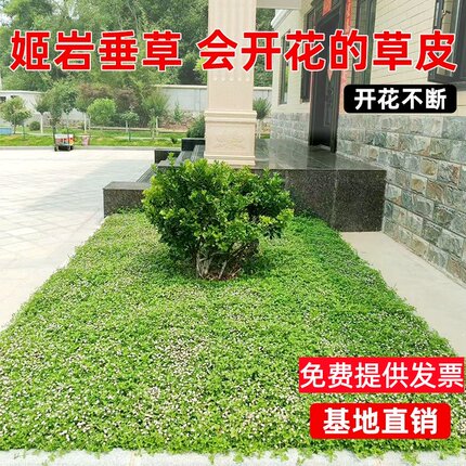 庭院会开花草坪草皮多年生姬岩垂草苗花镜地被植物耐热耐旱耐踩踏