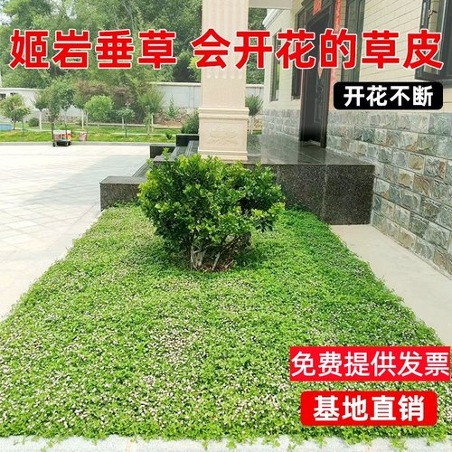 草坪草皮庭院草坪姬岩垂草耐踩踏