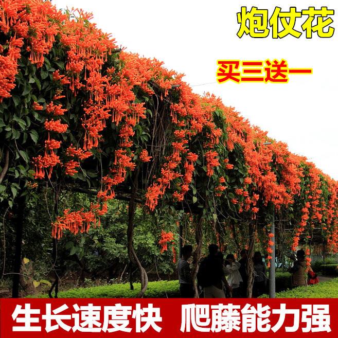 攀爬植物鞭炮花苗爬藤油麻藤炮仗花苗攀援花卉凌霄苗紫藤蔷薇