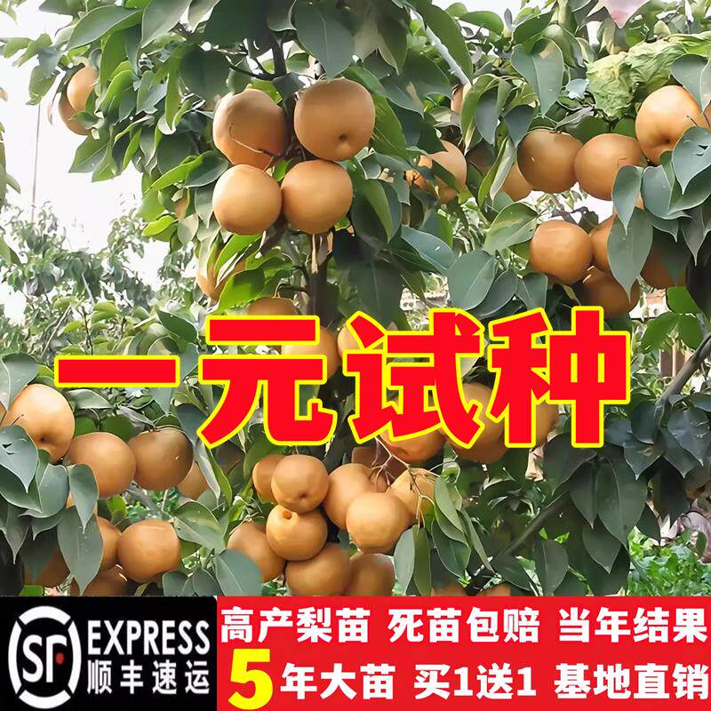 梨树果苗地栽南方北方种植当年结果早酥红梨特大果树苗嫁接梨树苗