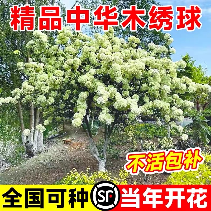 中华木绣球树苗大花斗球苗木本绣球琼花树苗庭院地栽盆栽绣球花苗