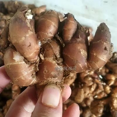 广东当季新挖红皮沙姜