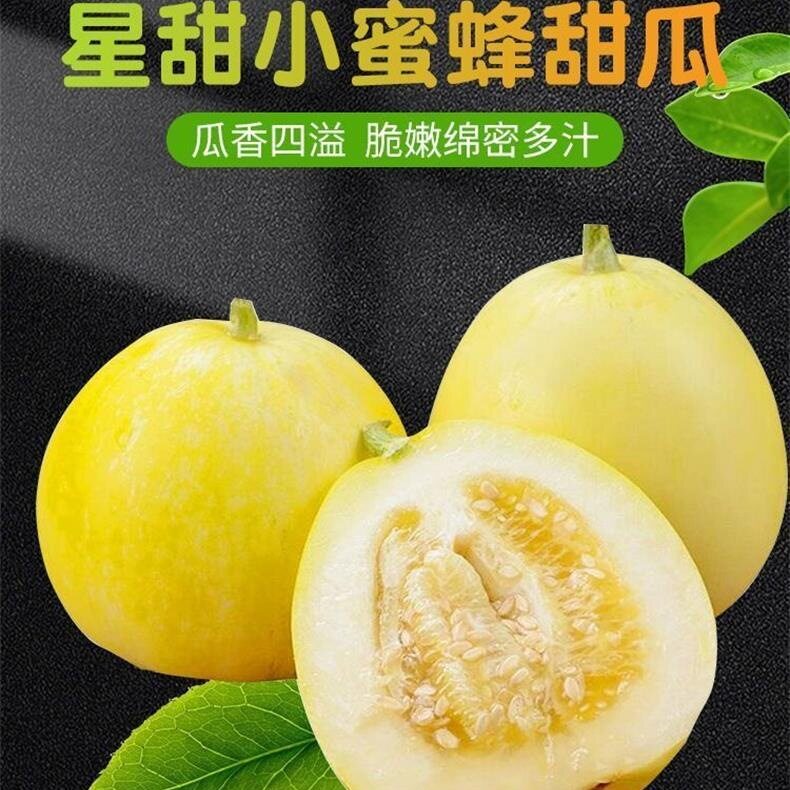 头茬甜瓜新鲜当季水果星甜白糖罐甜瓜