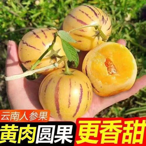 云南人参果新鲜现摘大圆果自然熟黄肉人生果甜水果头茬大果纯甜5J