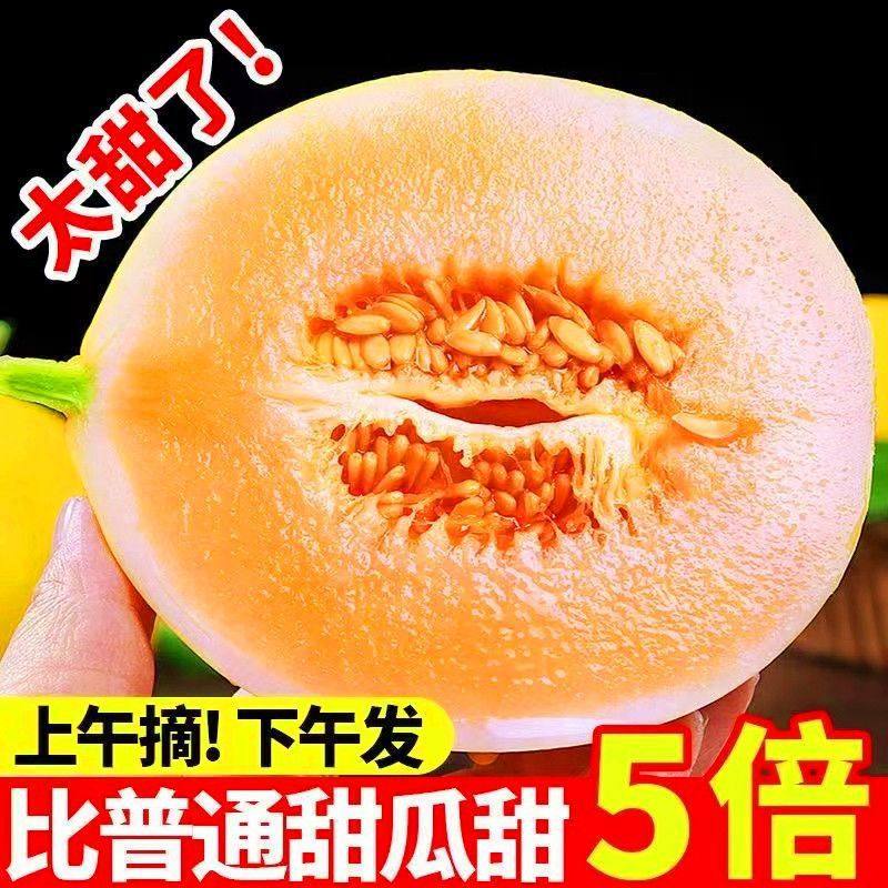 甘肃民勤蜜瓜沙漠黄金蜜瓜甜瓜高甜瓜