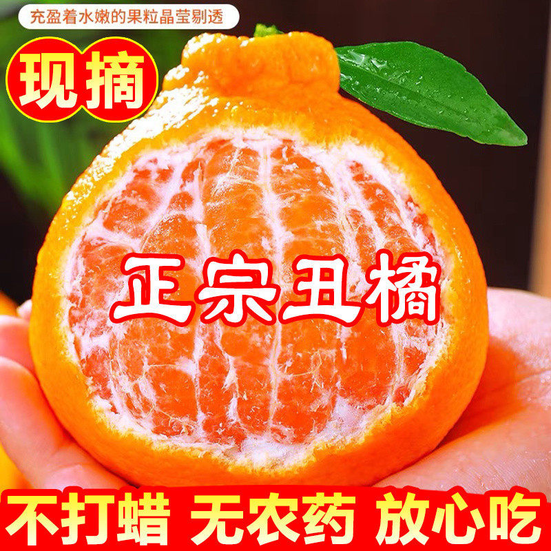 正宗四川不知火柑橘金桔丑橘新鲜孕妇水果当季现摘超甜特级果包邮