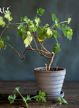 青野园艺家Bergs花盆星球宇宙陶土盆宝格仕手工陶盆丹麦设计室内
