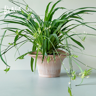 青野园艺家Bergs花盆雏菊陶盆宝格仕手工陶土盆丹麦设计室内含托