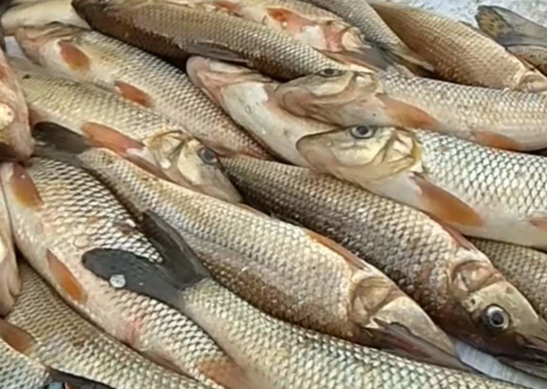 黑龙江三花五罗七十二杂鱼三江口特产乌苏里江鱼虫虫鱼兔鱼鳊花鱼