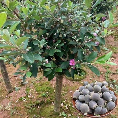 捻子果苗桃金娘果树带土当年结果