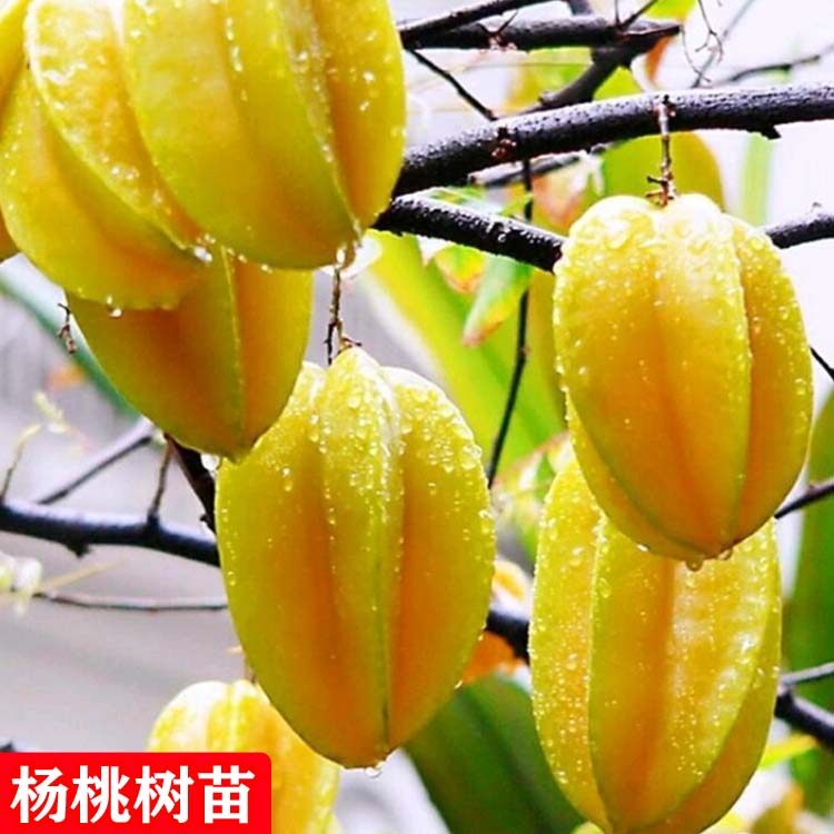 嫁接酸杨桃苗四季马来西亚甜杨桃图片