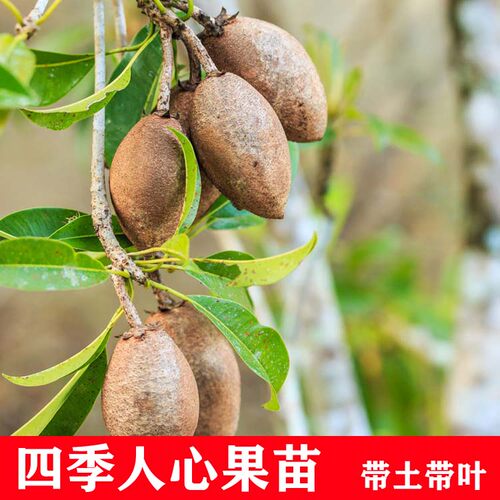 高压人心果树苗四季结果带土带叶