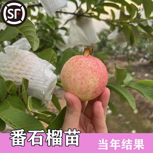 番石榴大苗胭脂红糯香甜四季结果