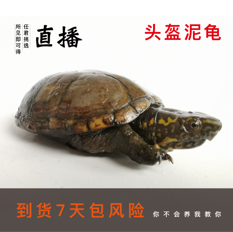 Í·¿ø¹ê¹ûºË¹êÌêµ¶¹ê÷êÏã¹ê»îÌåÍ·¿ø³ÉÌåÒ»¹«Ò»Ä¸»îÌå´øµ°µ°¹ê»îÌå