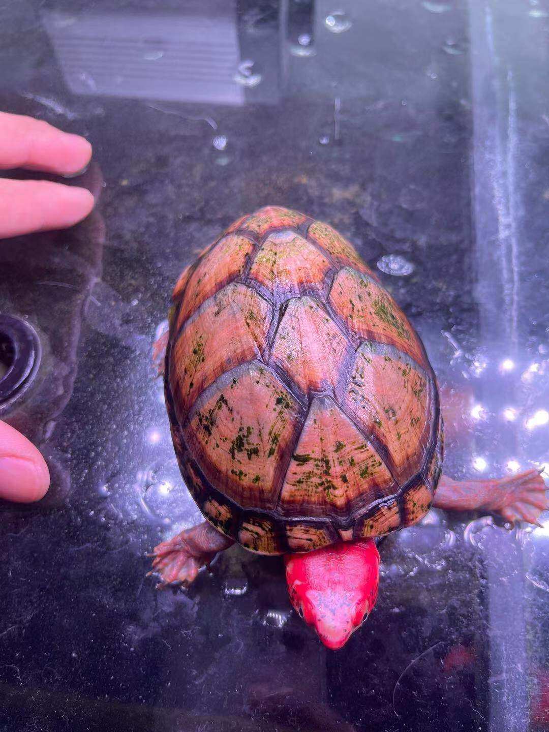 老婆龟 进口小种红面蛋龟 活体 精品红头观赏龟 泥龟水龟